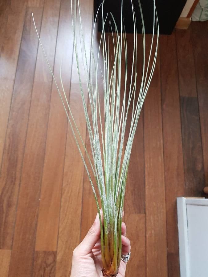 Tillandsia juncea 16