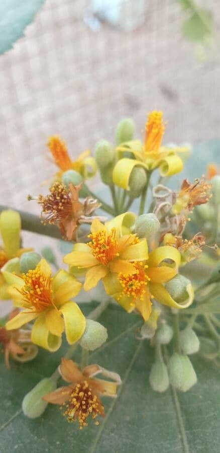 Grewia asiatica 8