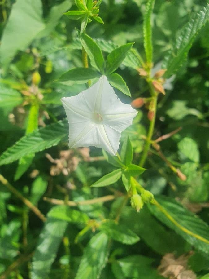 Corazón 5