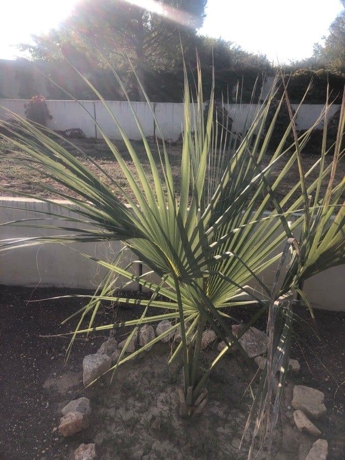 Sabal