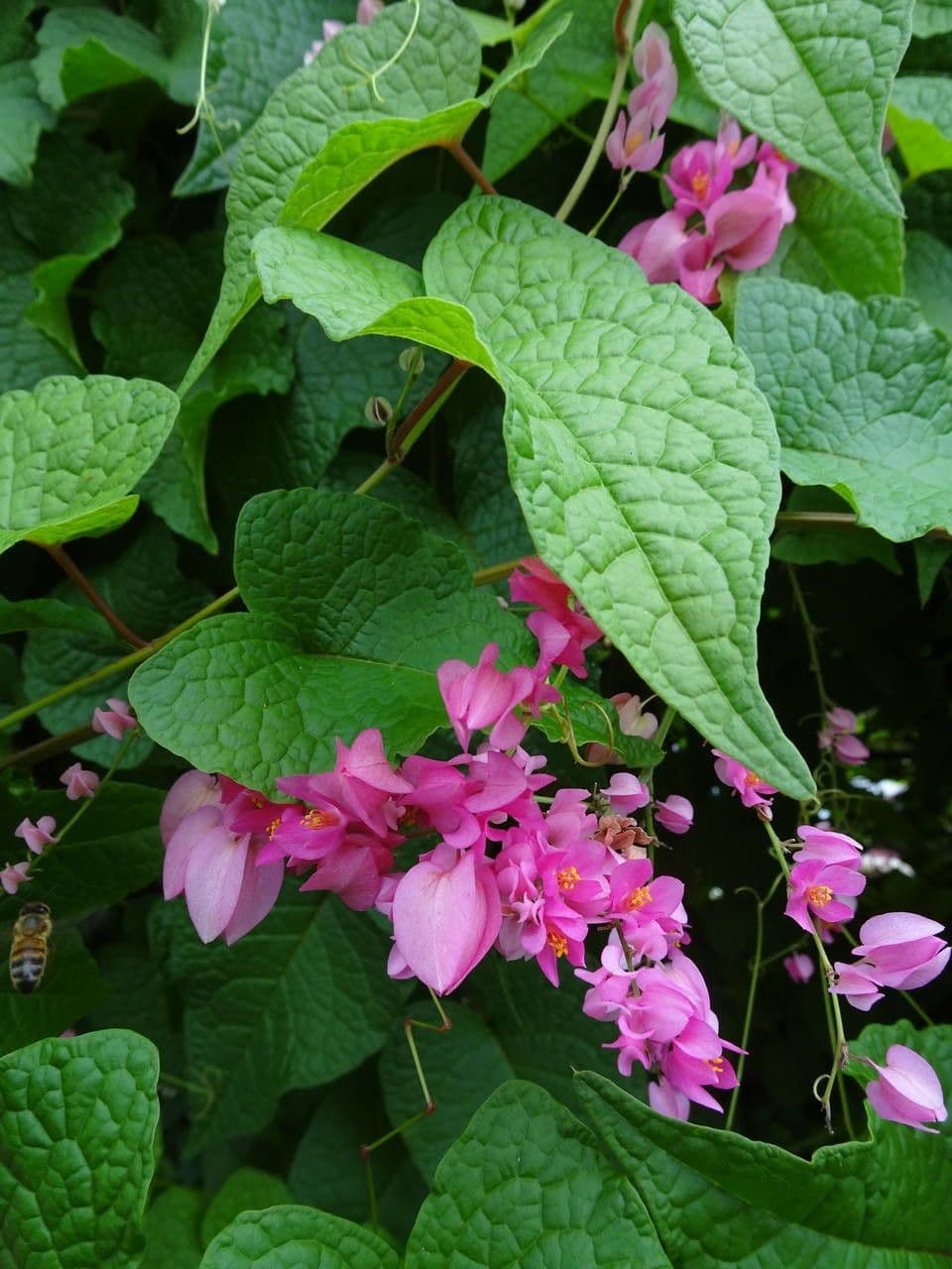 Antigonon leptopus 12