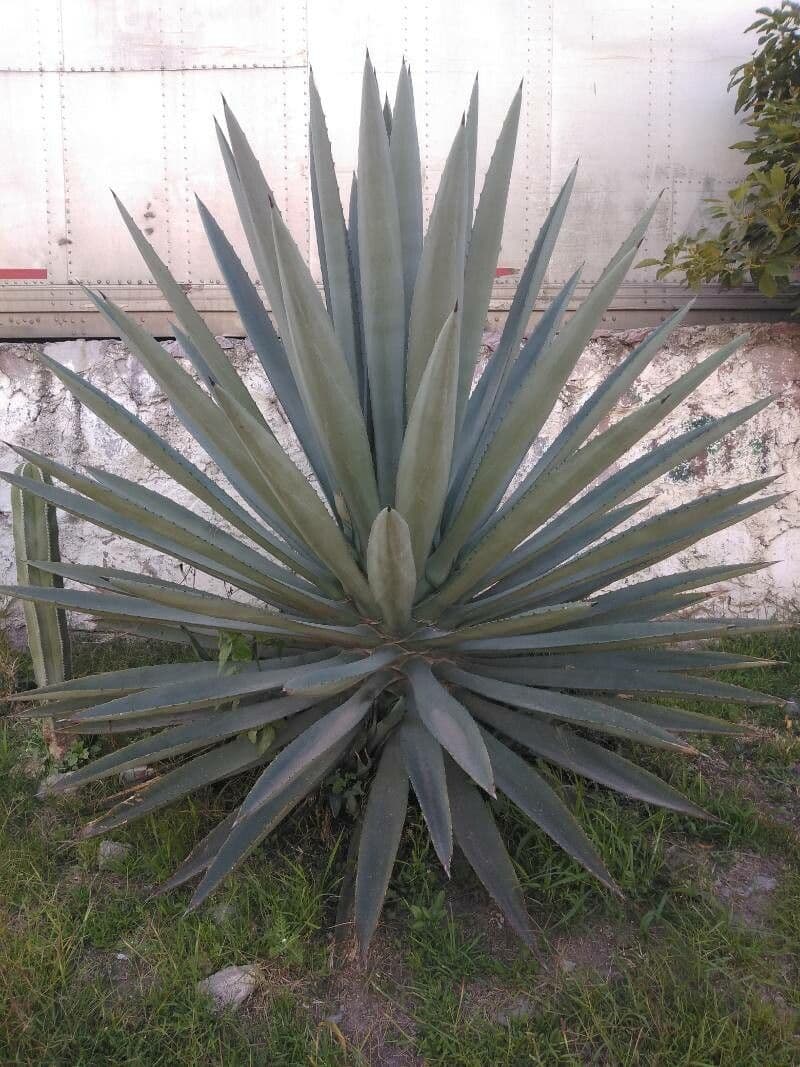 Agave fourcroydes 10
