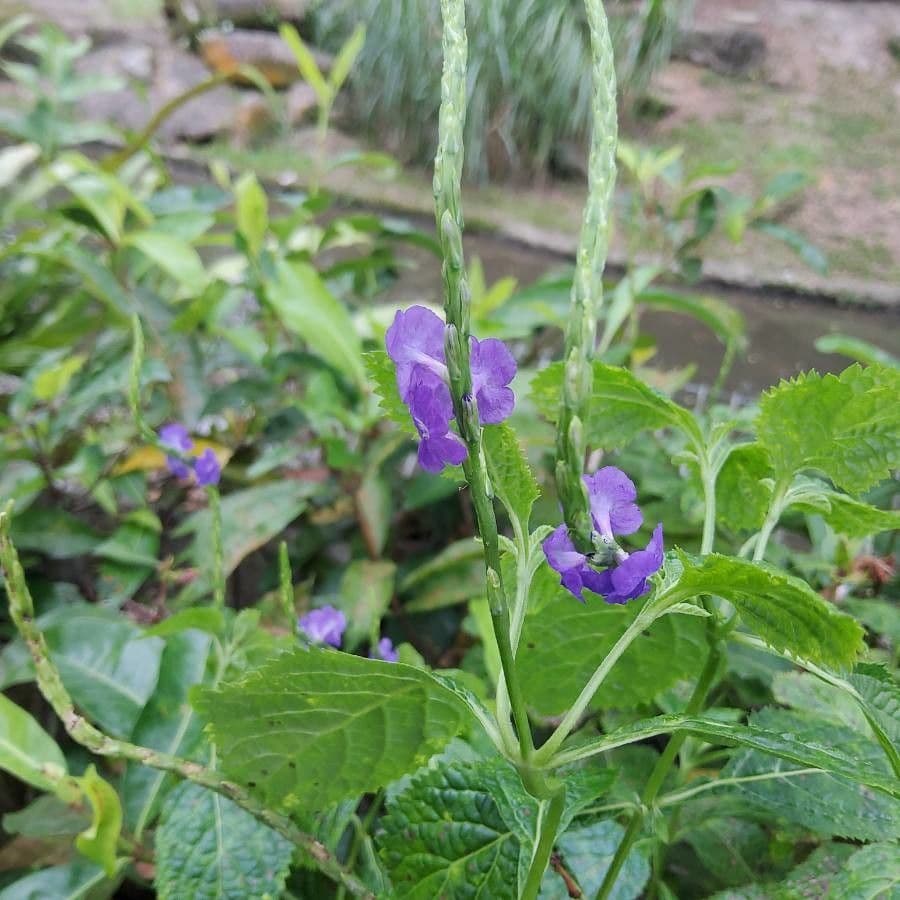 Stachytarpheta indická 5