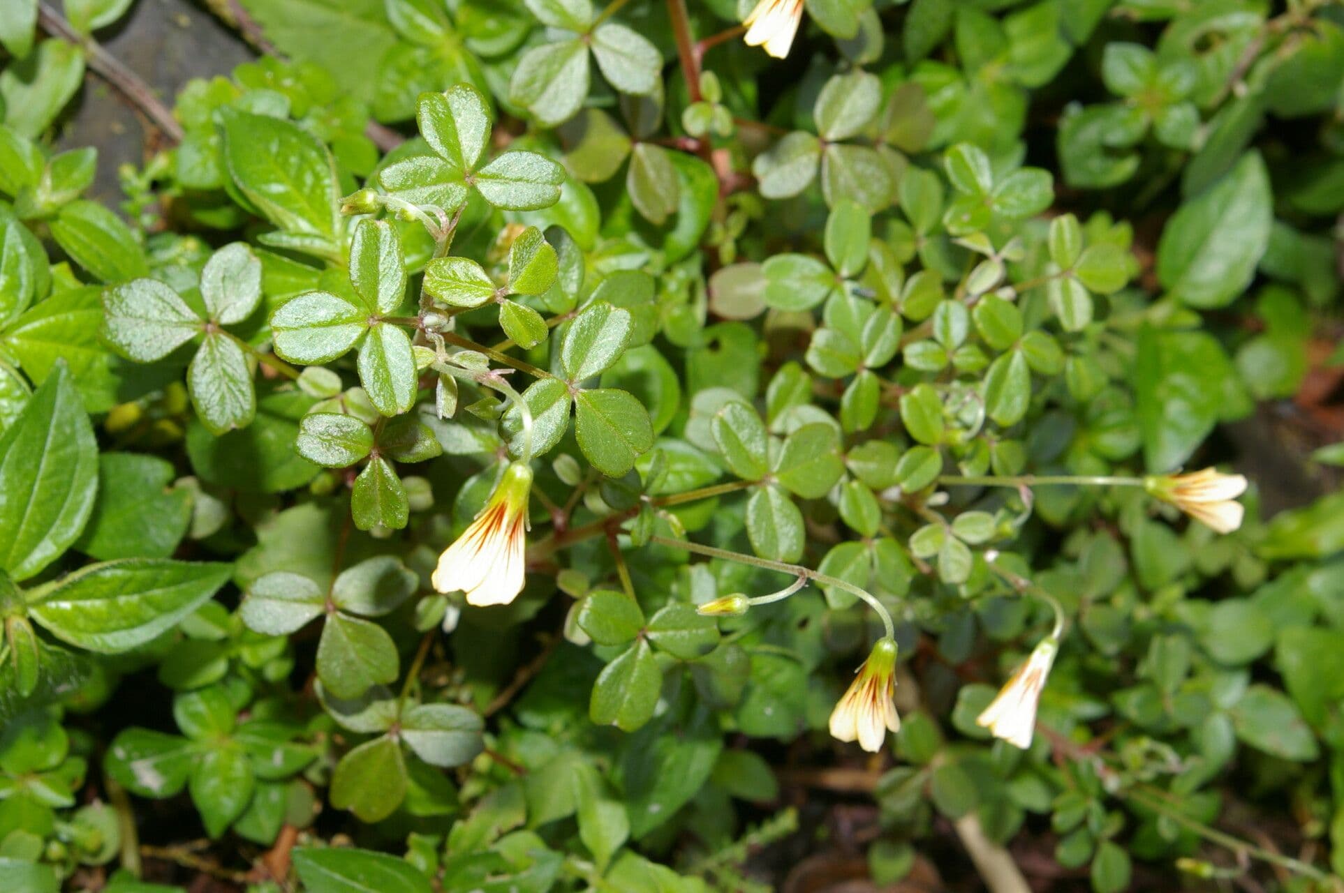 Acetosa filiforme