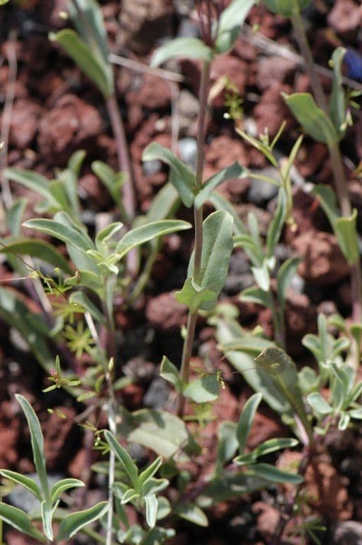 Penstemon anguineus 7
