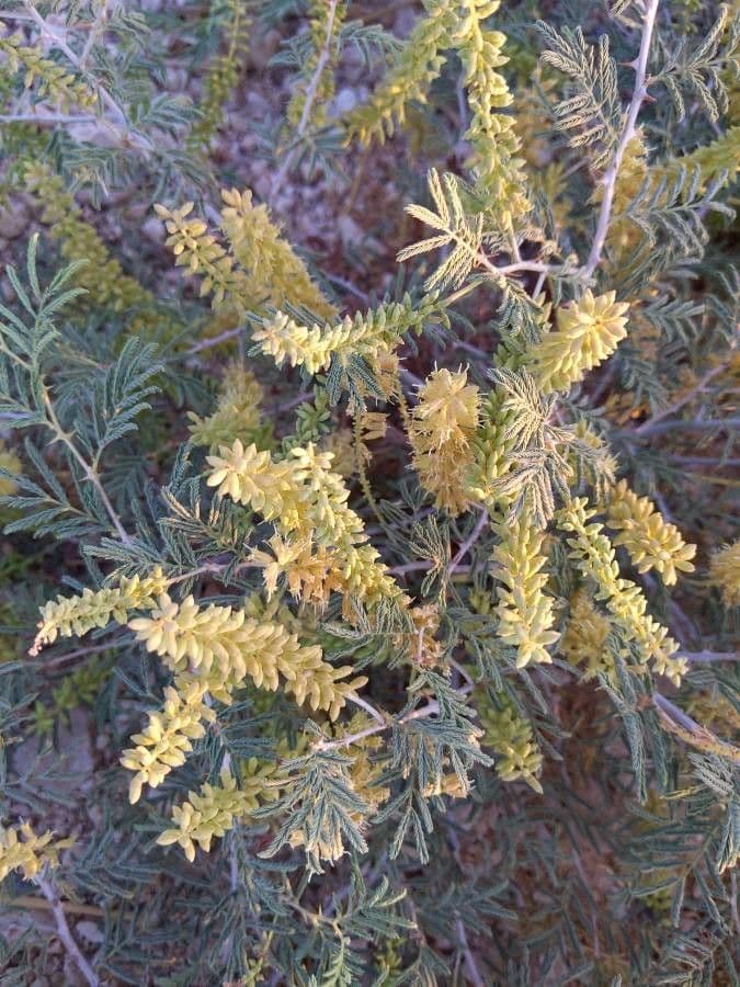 Prosopis 10
