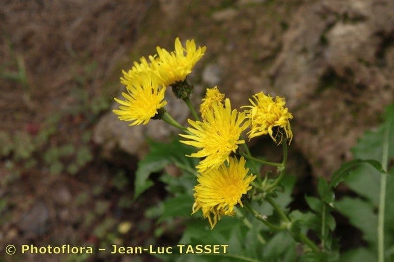 Sonchus 2