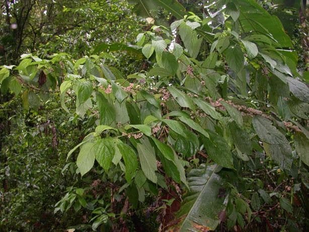Urera simplex 12
