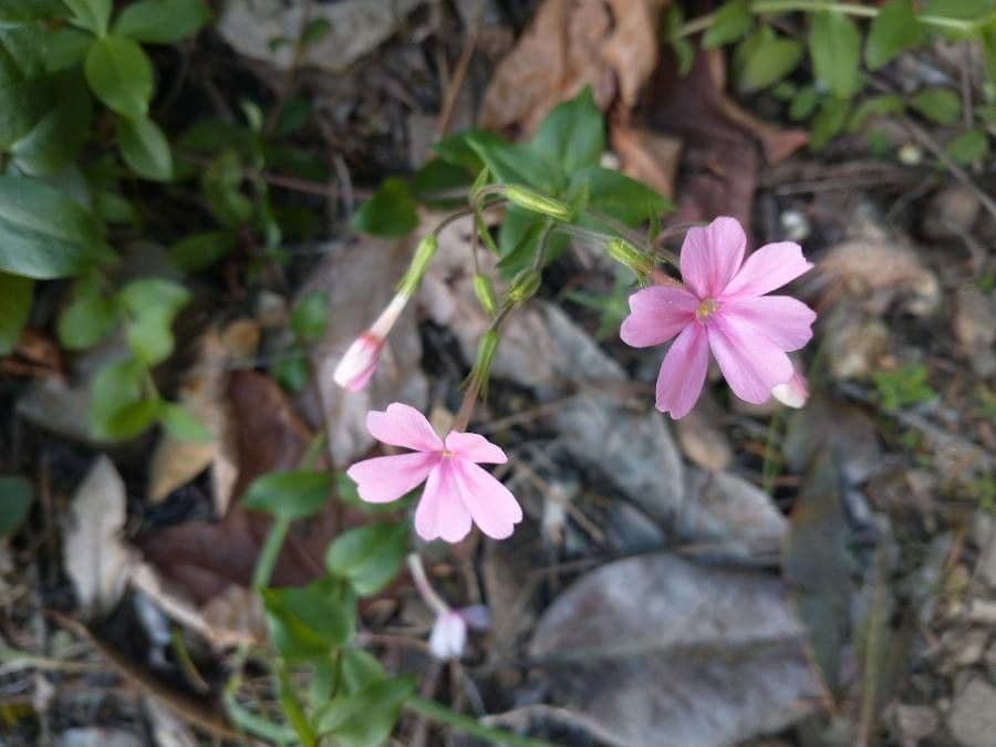 Flogi 2