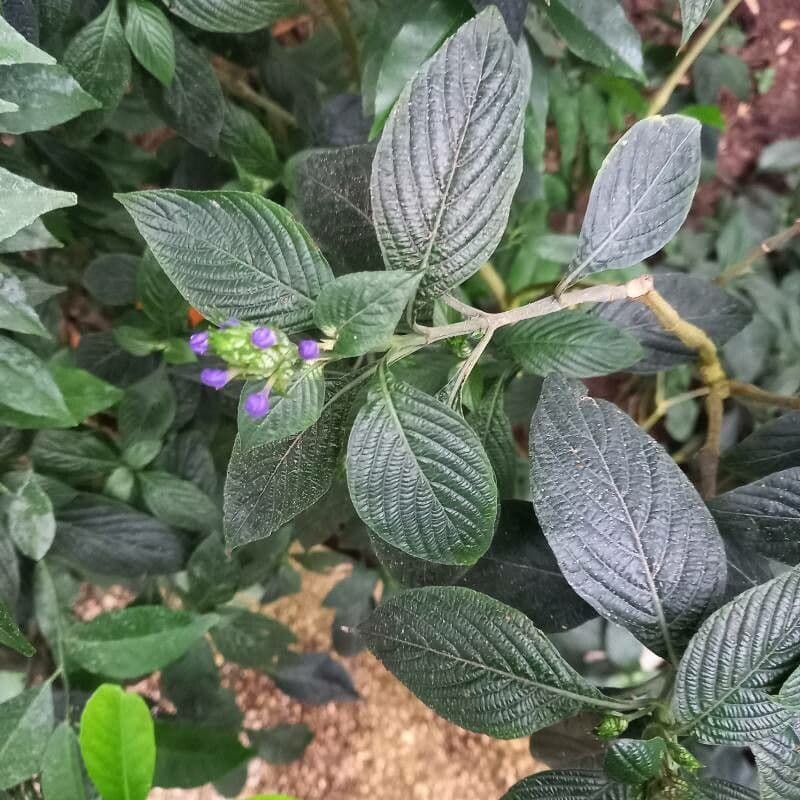 Eranthemum 11