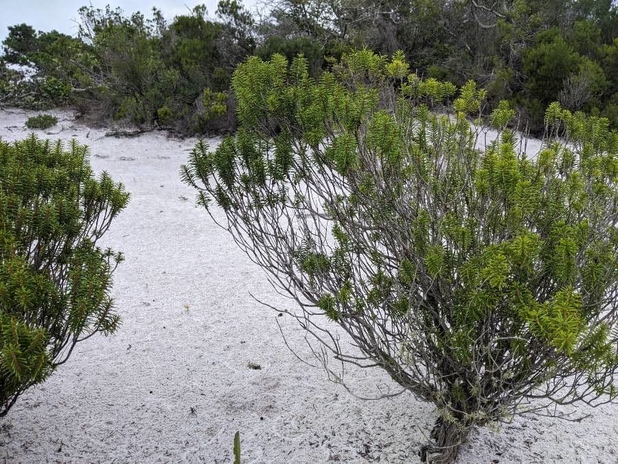 Romarin des dunes 10