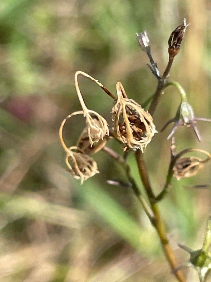 Rundblättrige Glockenblume 4