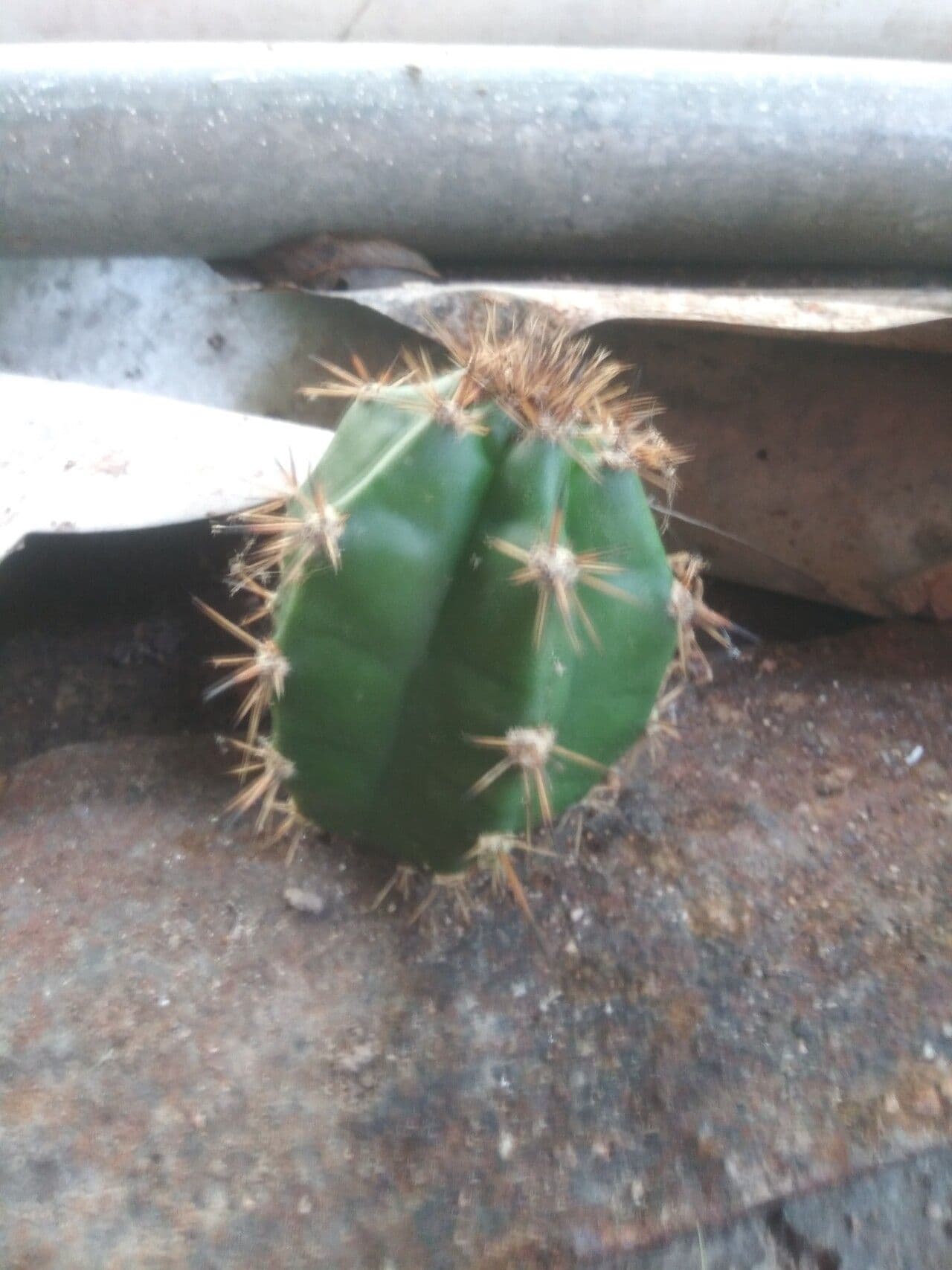 Praecereus euchlorus 7