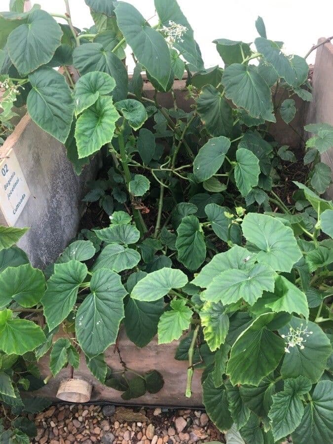 Begonia 3