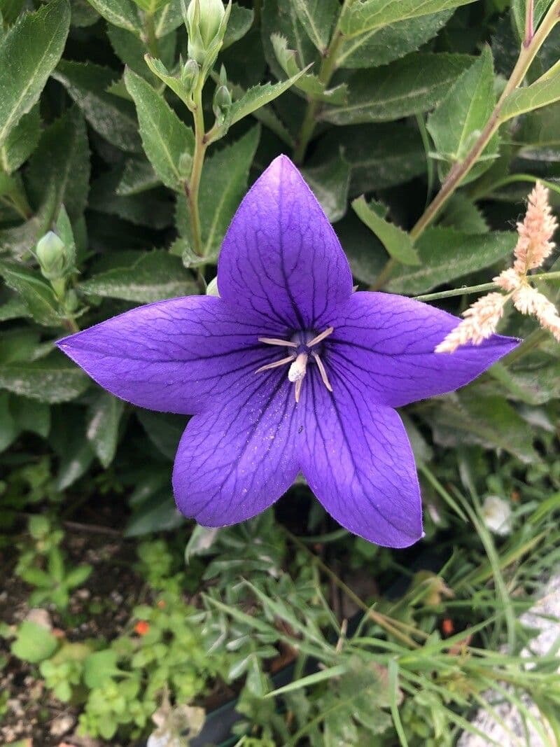 Platycodon à grandes fleurs 6