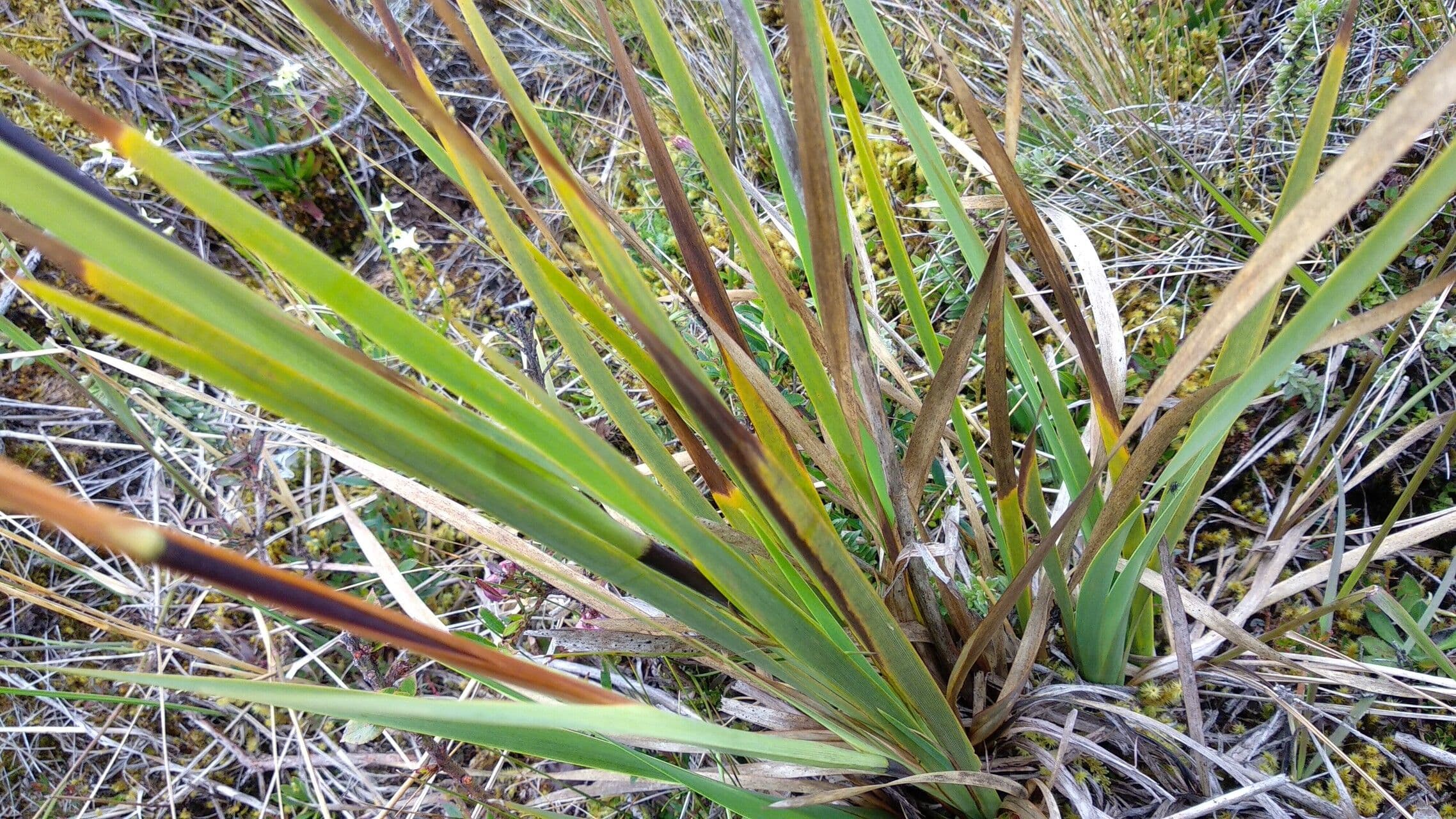 Iris del Chimborazo 12