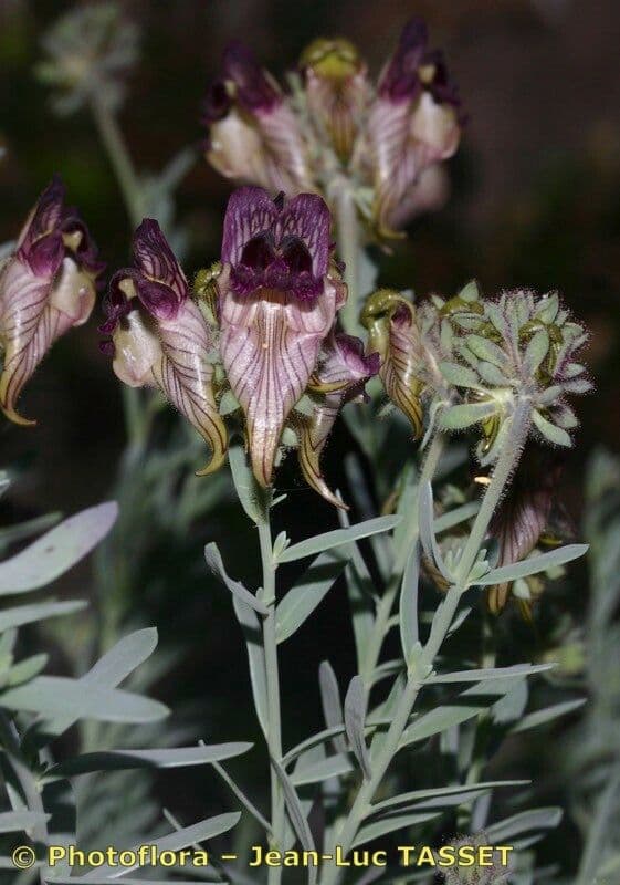 Linaria verticillata 3