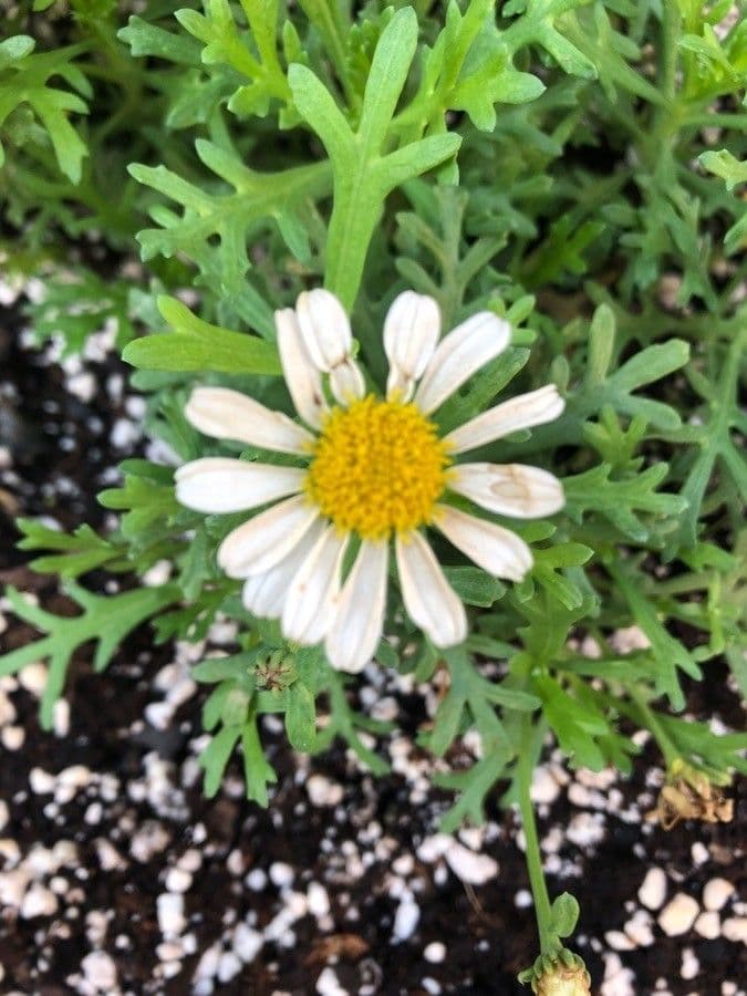 Argyranthemum 2