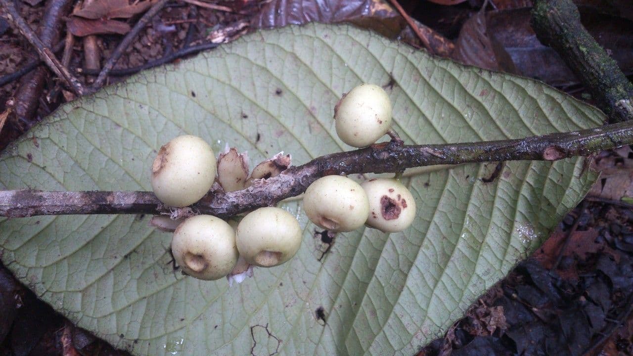 Siparuna pauciflora 4