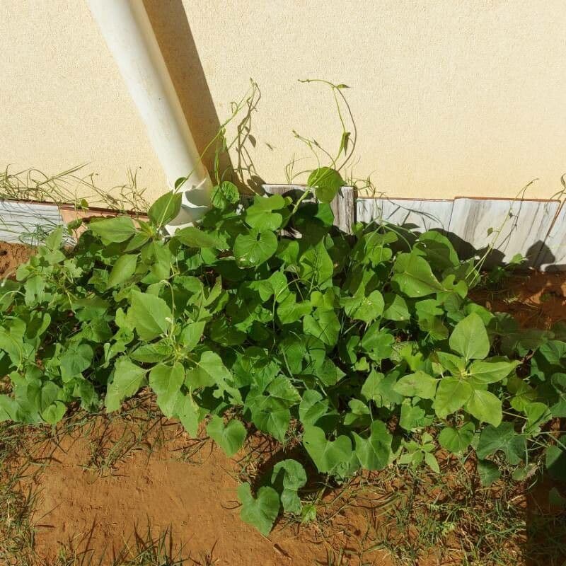 Ipomoea lacunosa 15