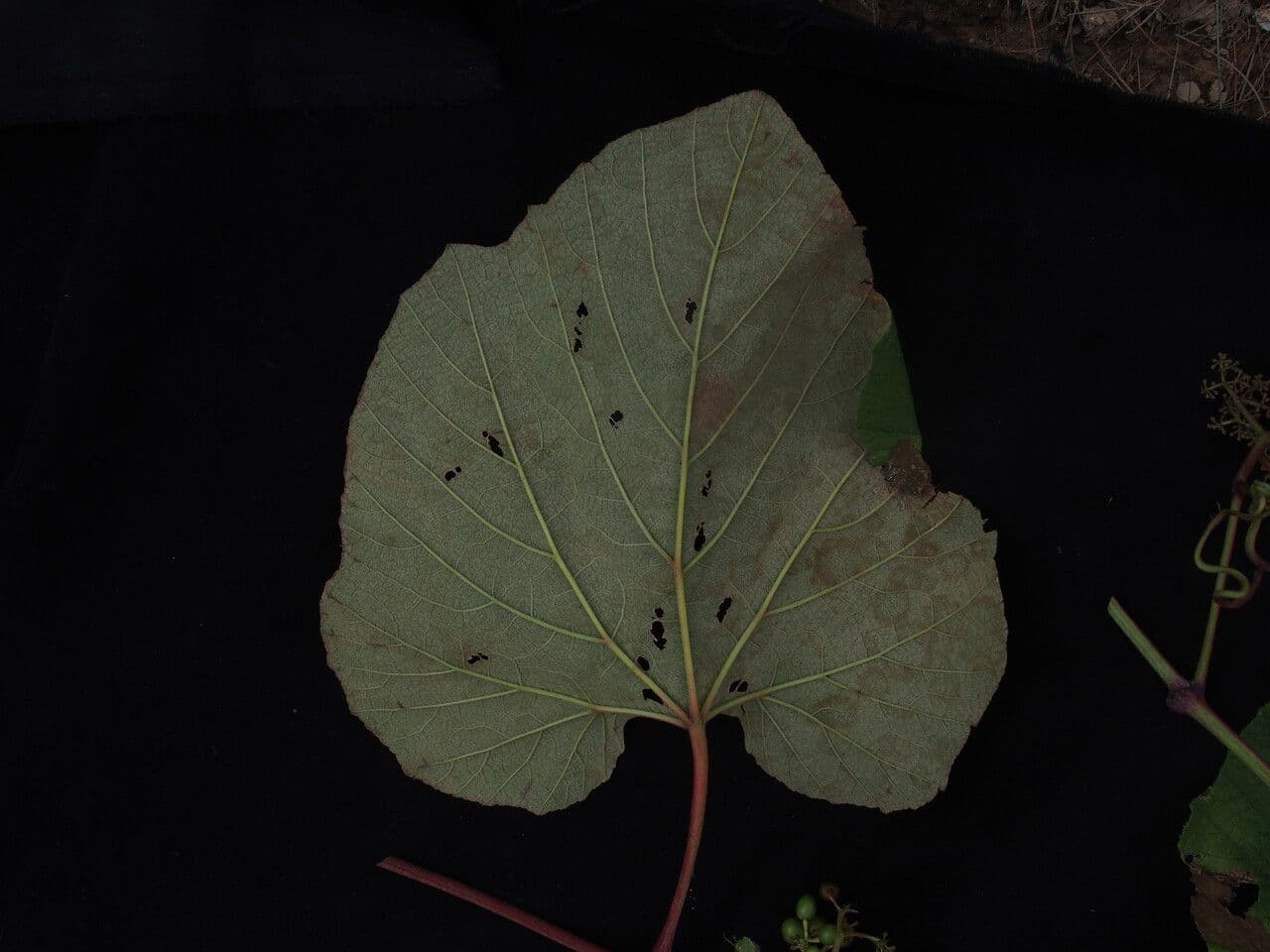 Ampelocissus 2