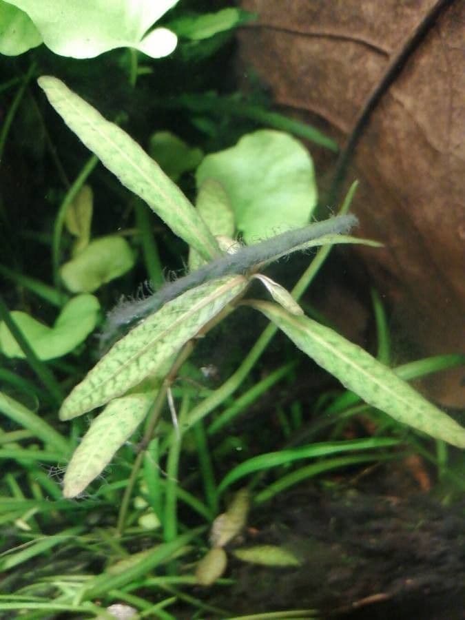 Hygrophila polysperma 2