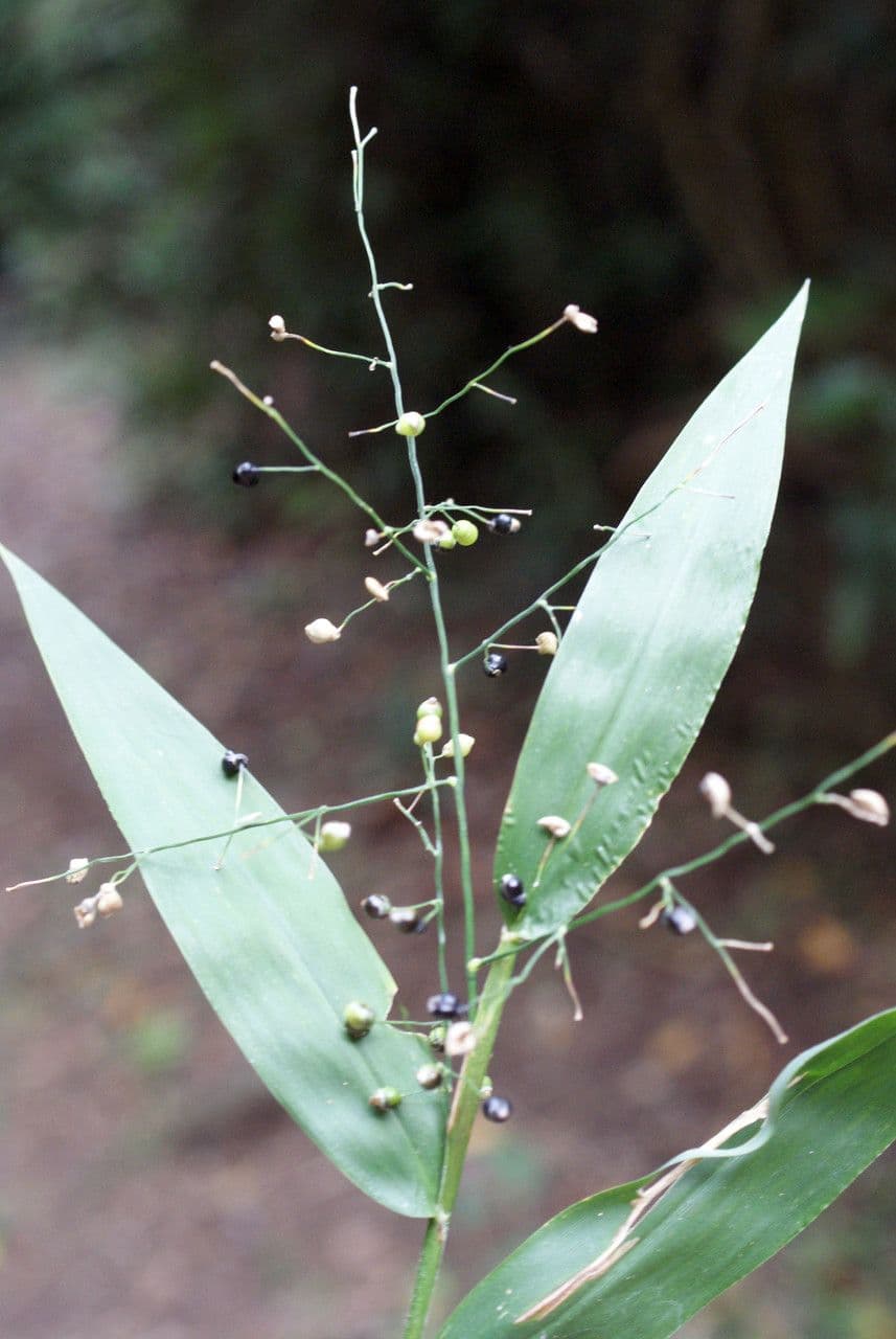 Lasiacis maculata 3