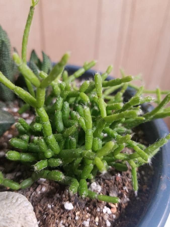 Cactus corail 15