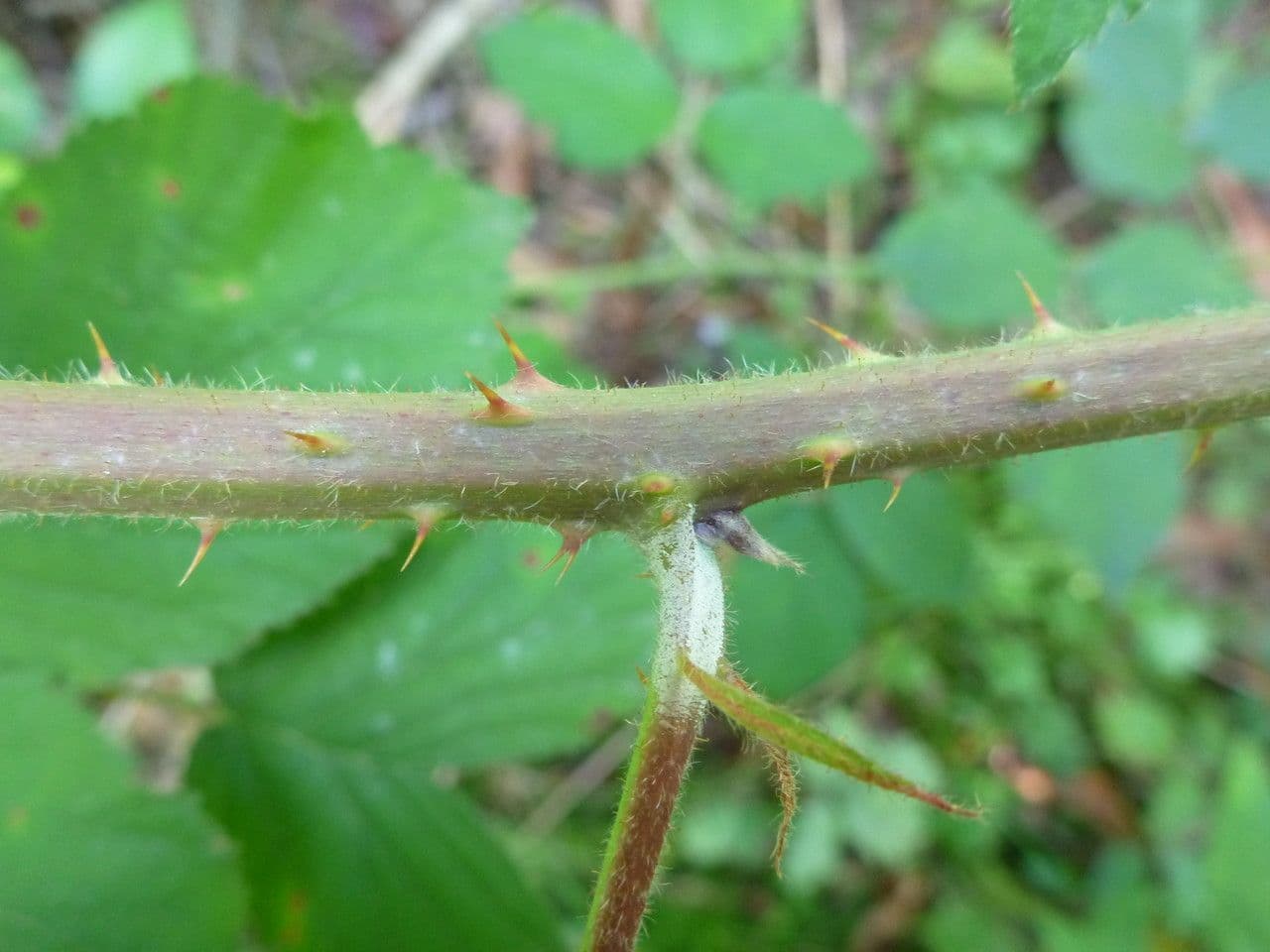 Großährige Brombeere 16
