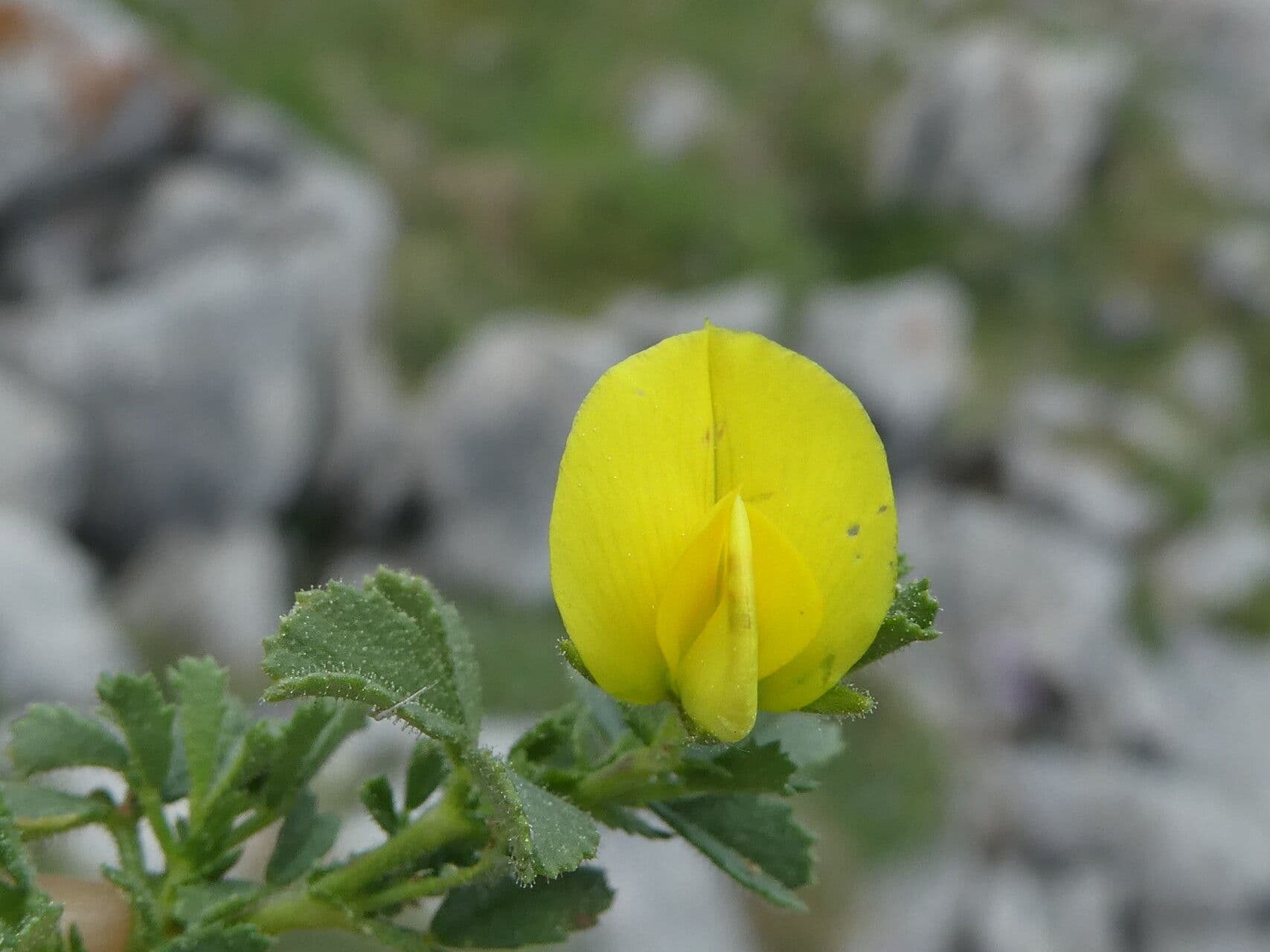 Ononis striata 4