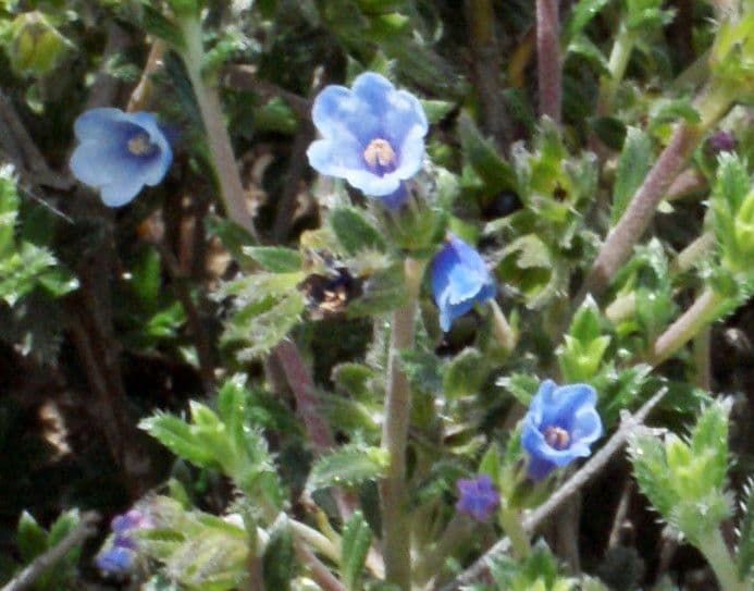 Lithodora 4