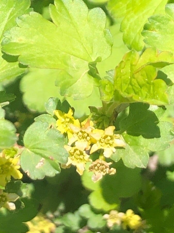 Ribes fascicolato