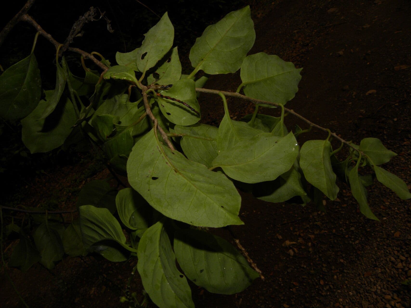 Stegnosperma 11