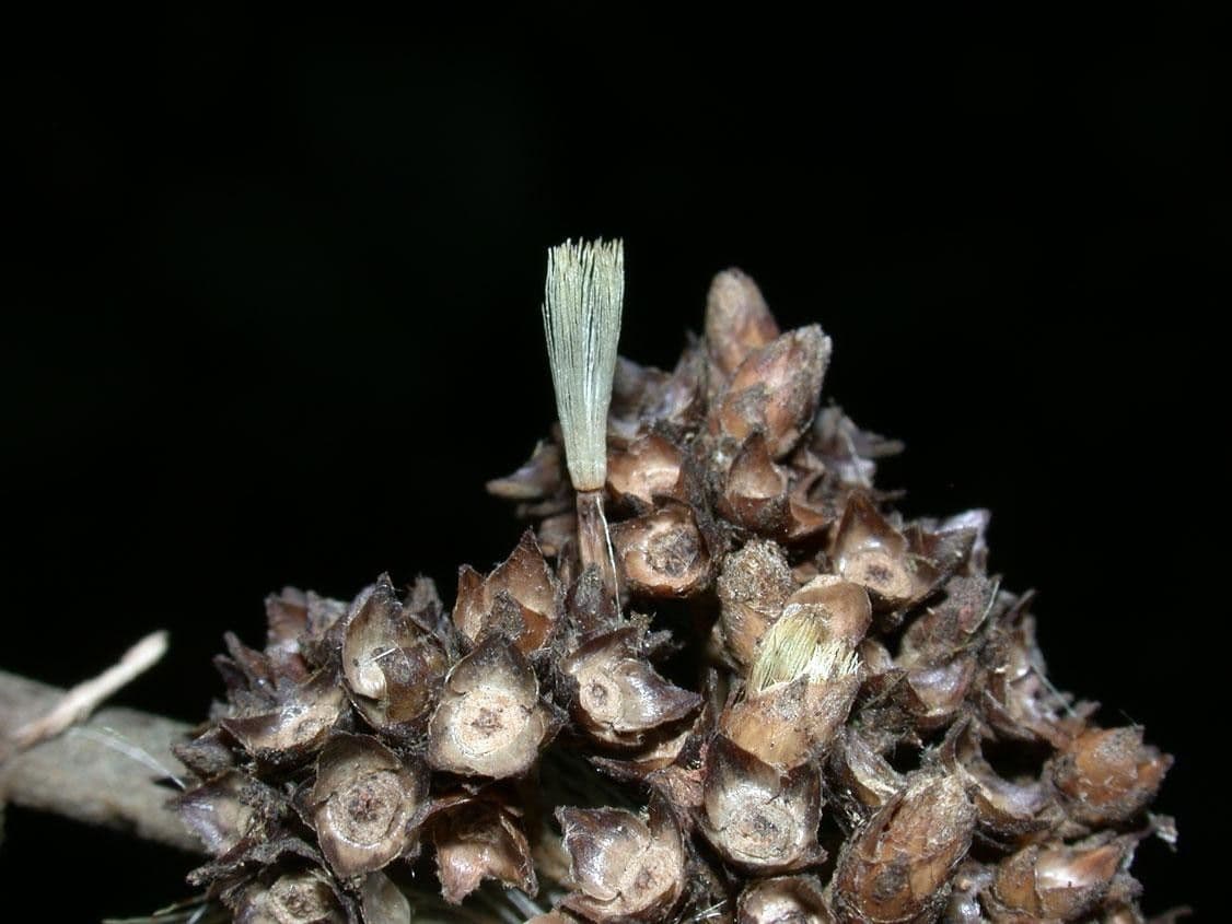 Piptocarpha 5