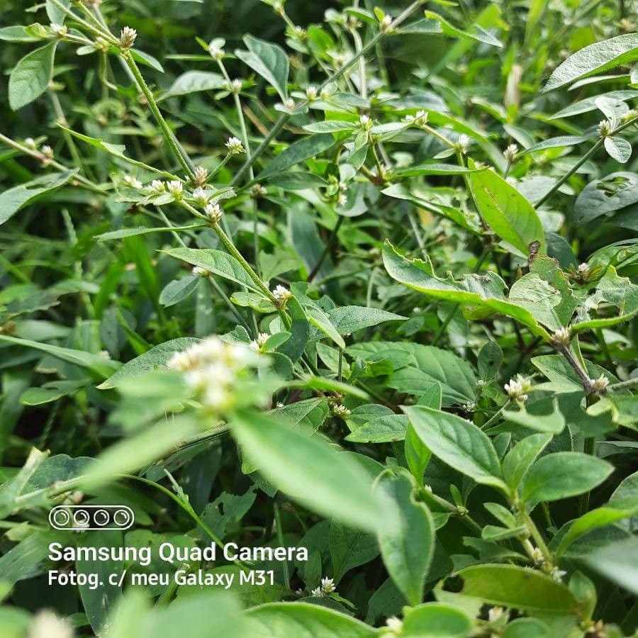 Alternanthera sessilis 22