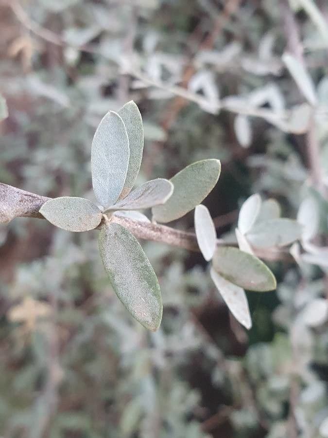 Cadaba farinosa 14