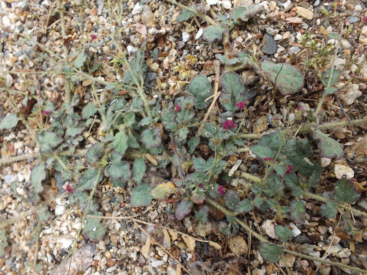 Boerhavia scarlatta 11