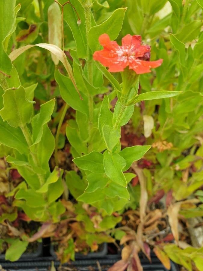 Silene 6