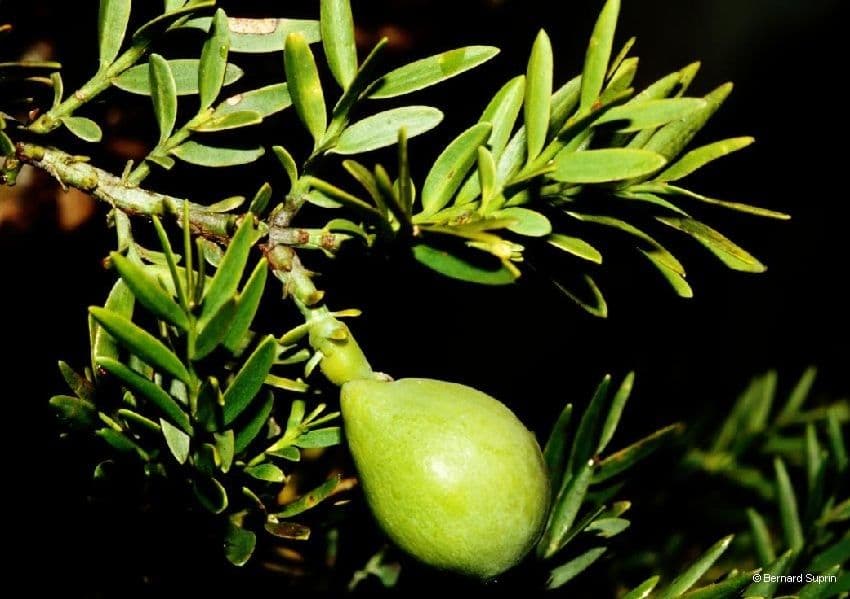 Retrophyllum 5