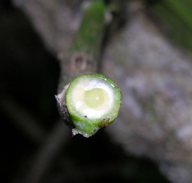 Omphalea
