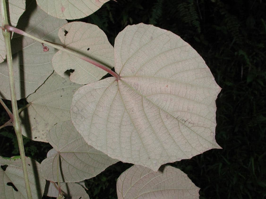 Vitis tiliifolia 17