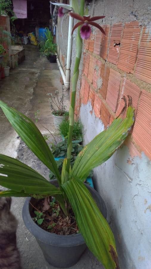 Phaius di Tankerville 17
