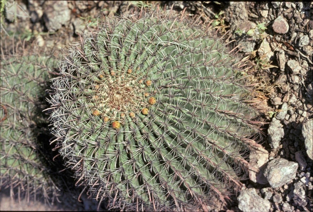 Ferocactus wislizeni 6
