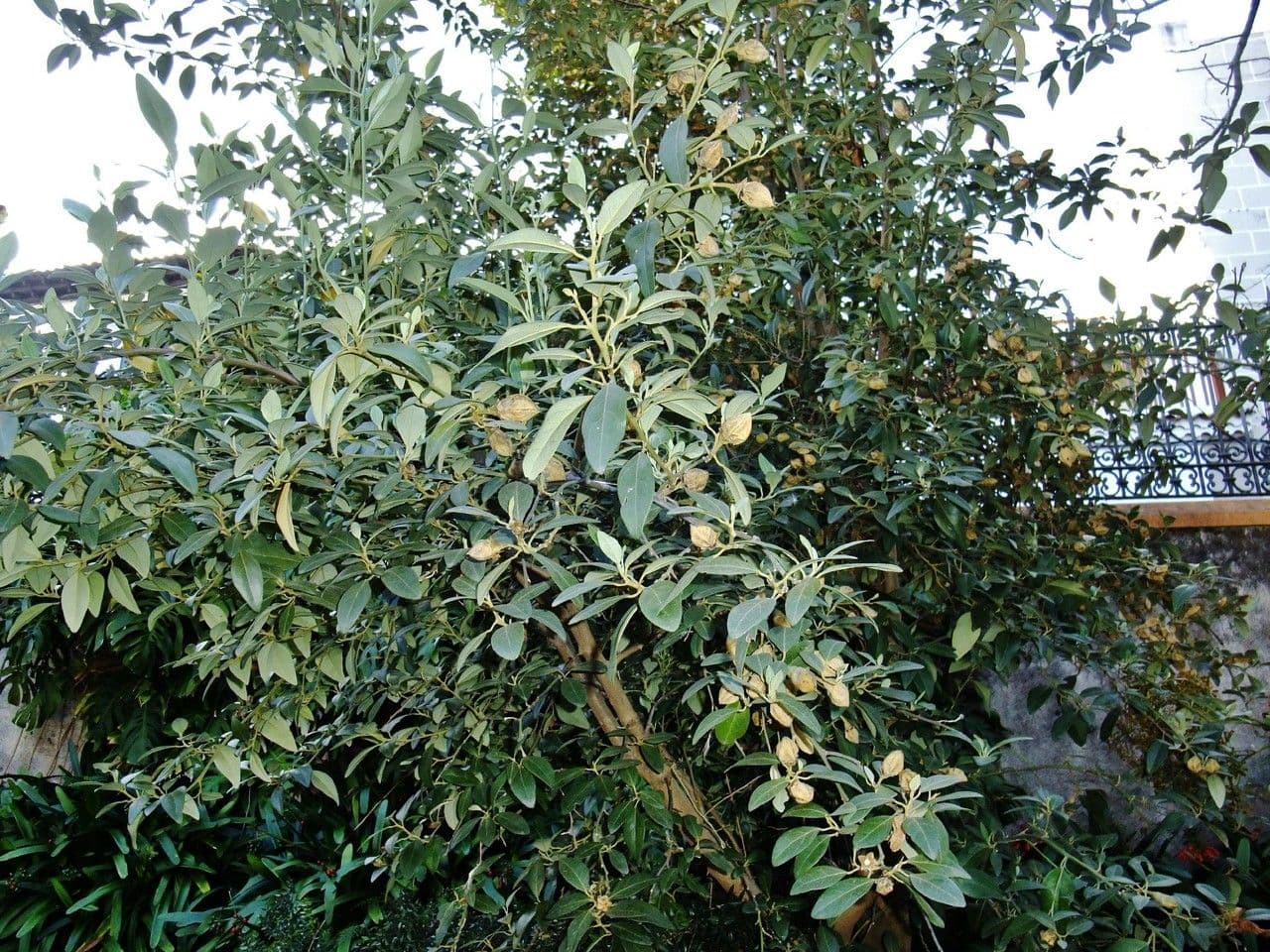 Juckbaum 15