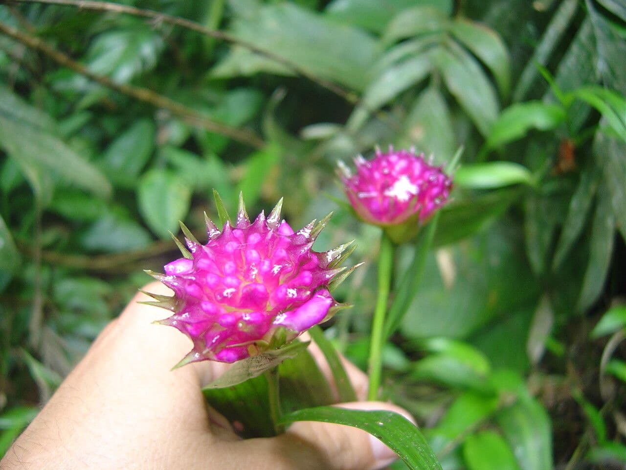 Elleanthus brazylijski 3