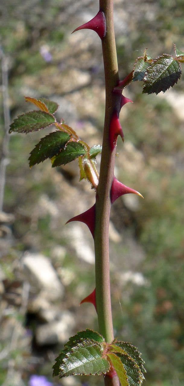 Kleinblütige Rose 23