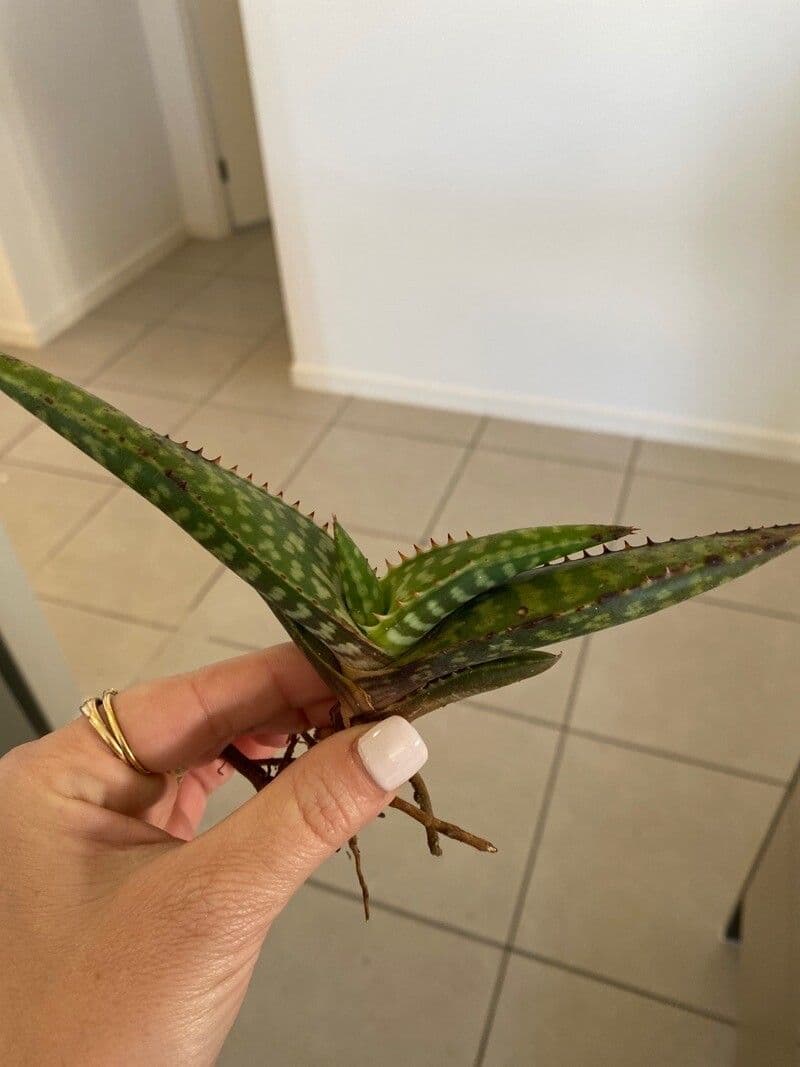 Aloe