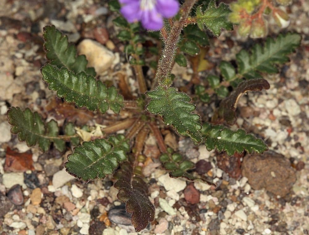 Facelia crenulata 8