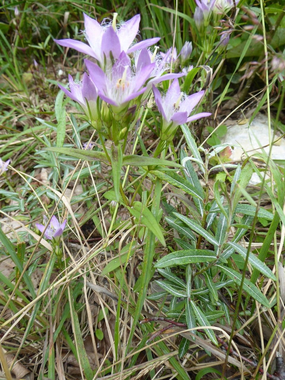 Genzianella austriaca 7