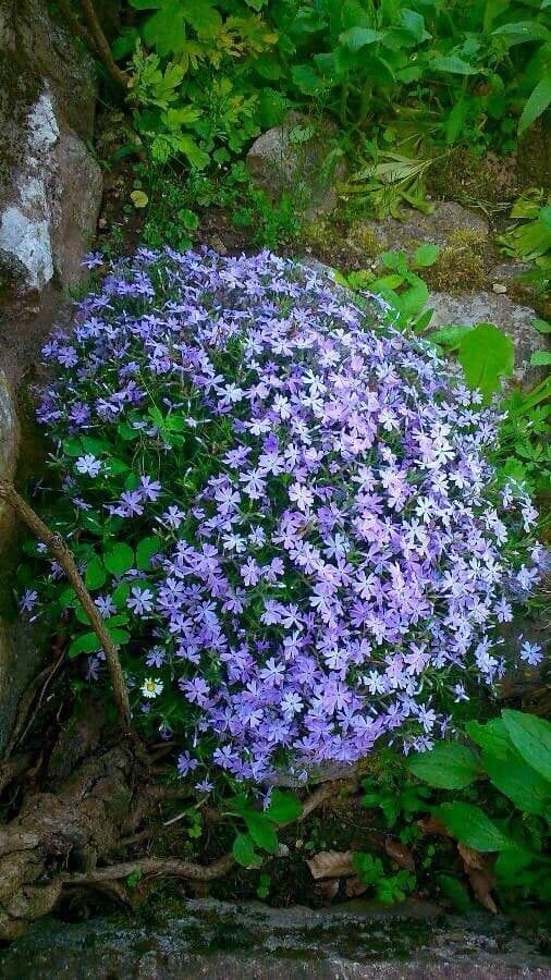 Phlox subulato 7